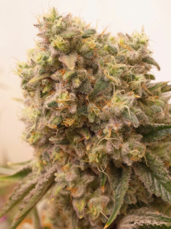 PLATINUM SKY WALKER